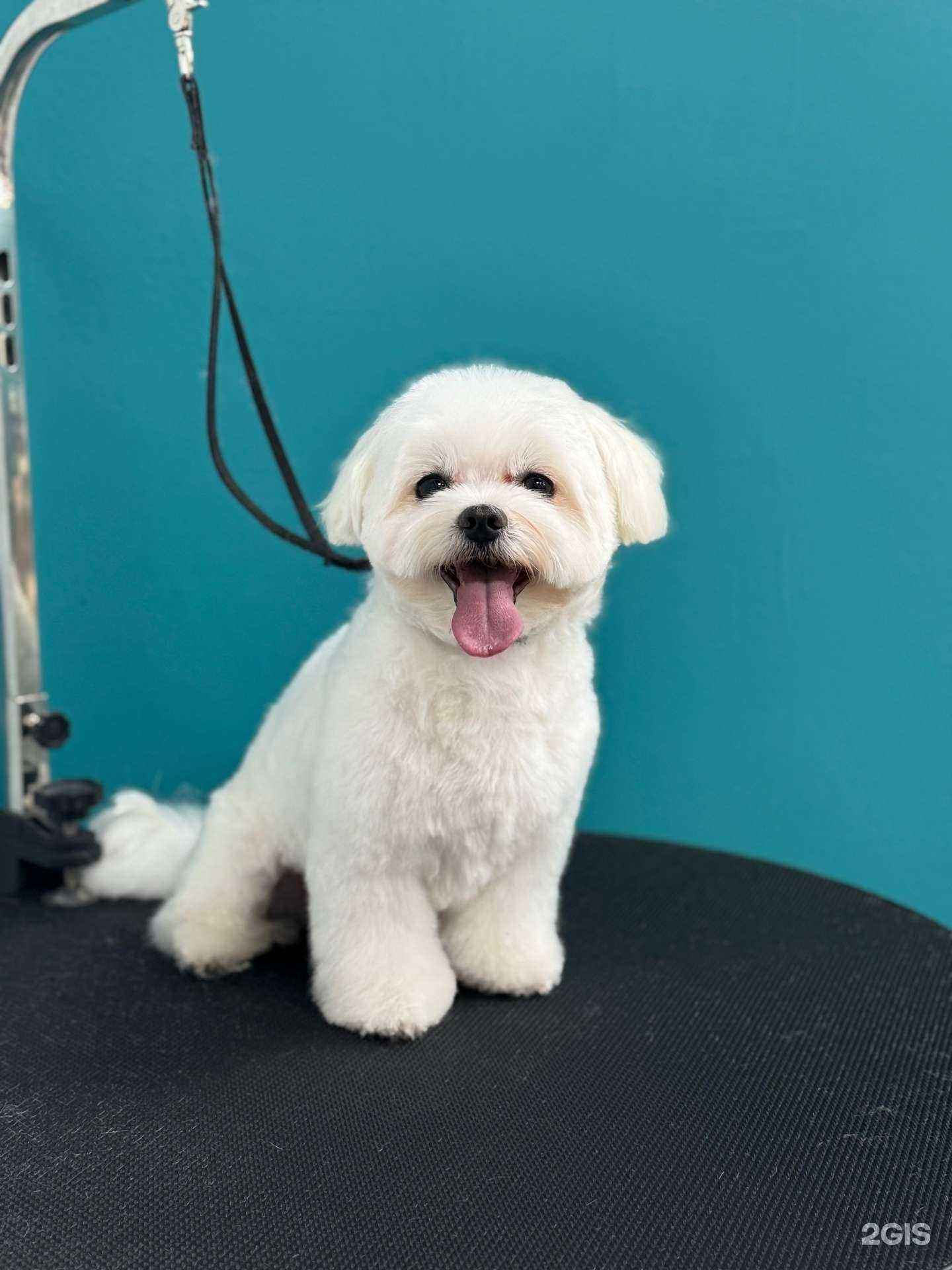 Отзывы на компанию Мягкие лапки в Тюмени c фото