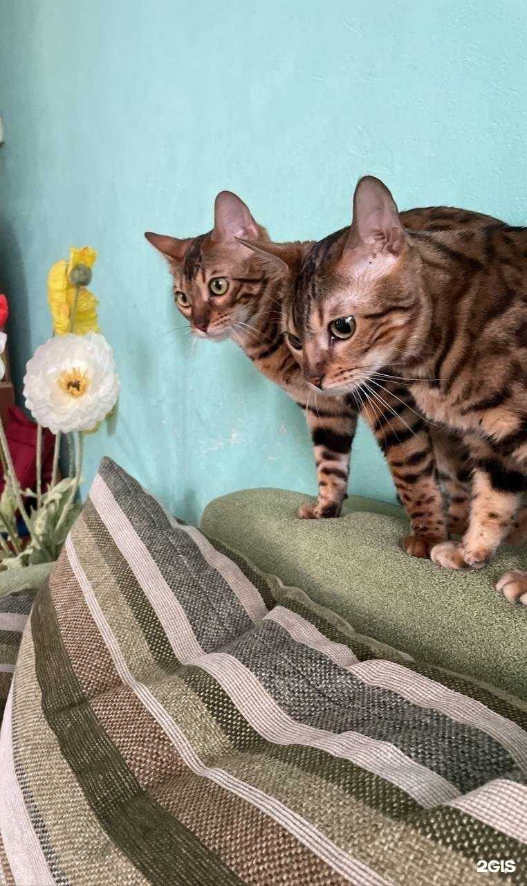 Отзывы на компанию Зоомир в Саратове c фото