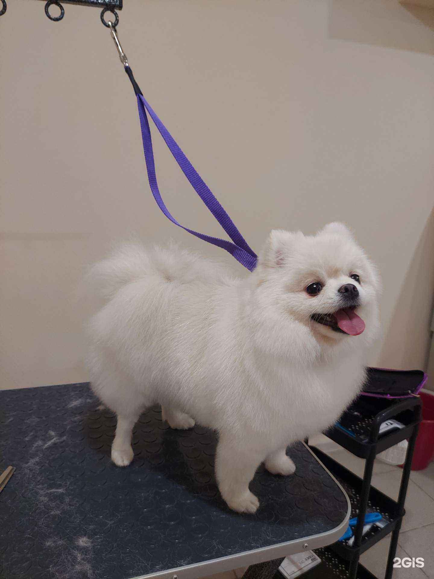 Отзывы на компанию Мокрый нос в г. Вологда c фото