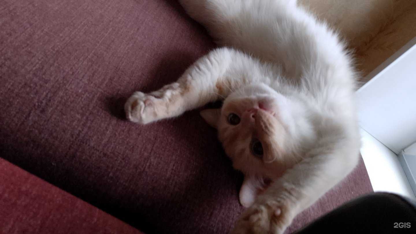 Отзывы на компанию Meshok mebel в Новосибирске c фото - фотография 2 из 2