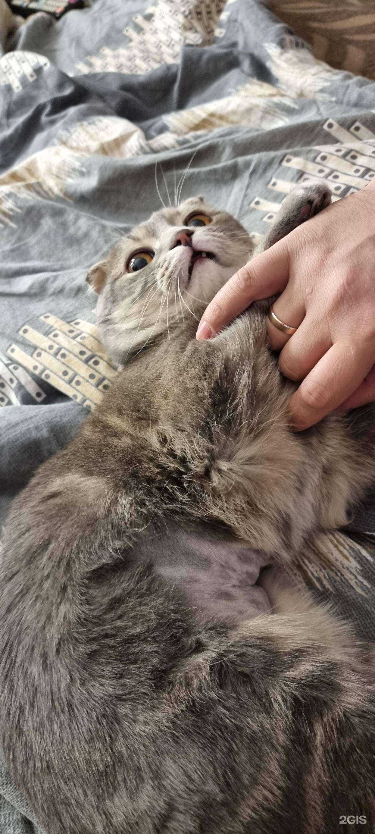 Отзывы на компанию Помурлыкаем! в Тюмени c фото