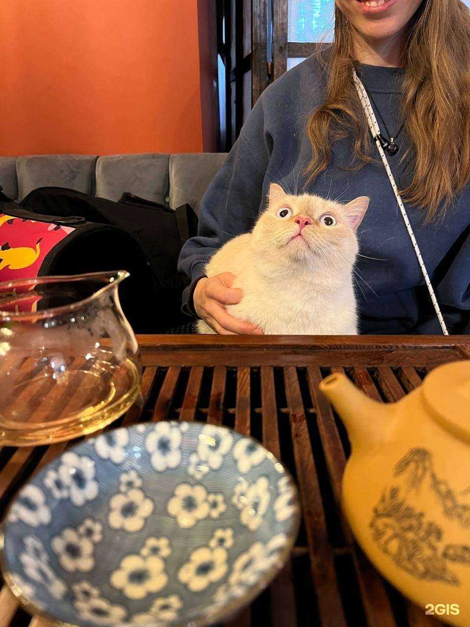 Отзывы на компанию Чайная гавань в Тюмени c фото