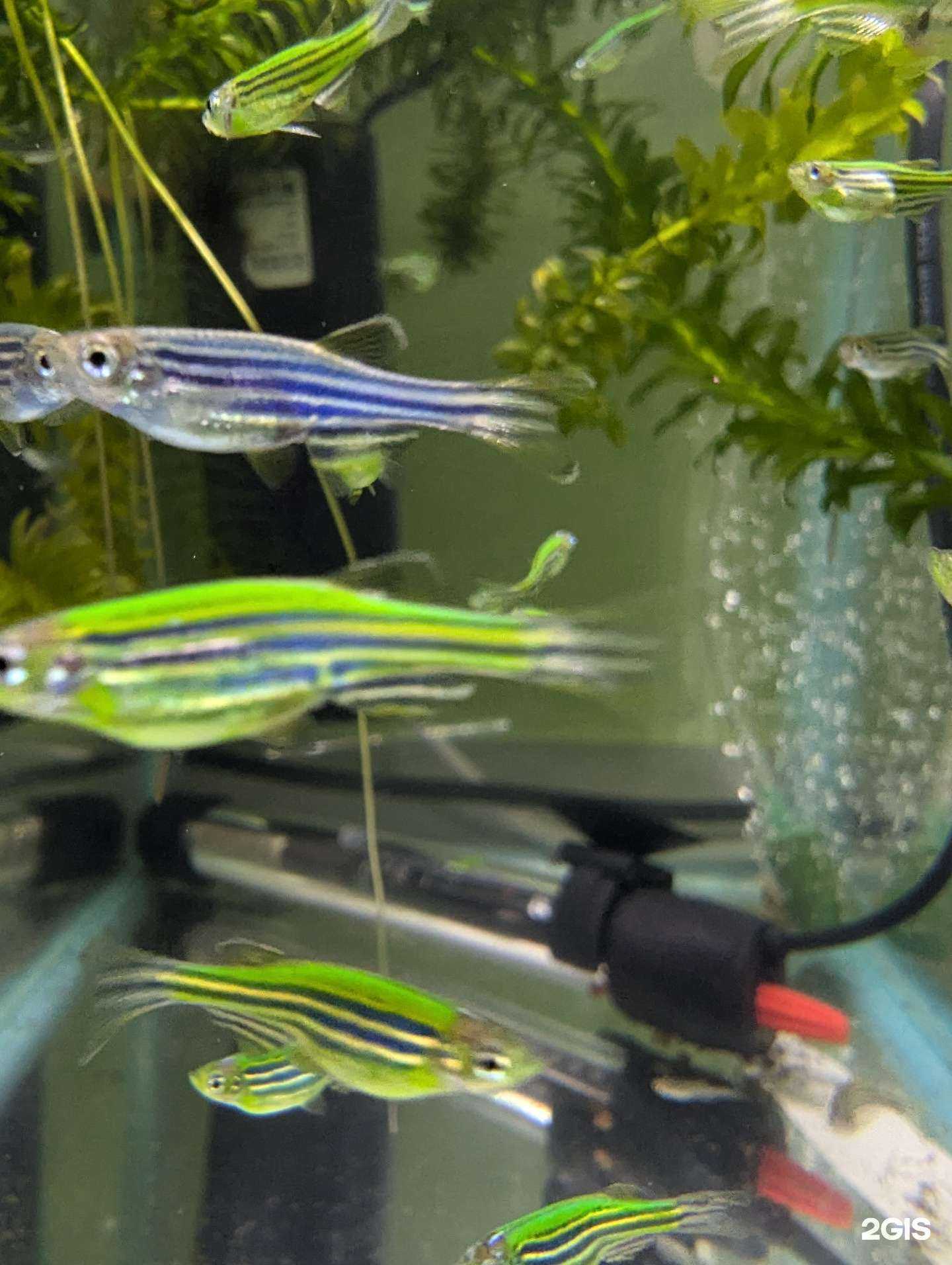 Отзывы на компанию Счастливый сом в Владивостоке c фото