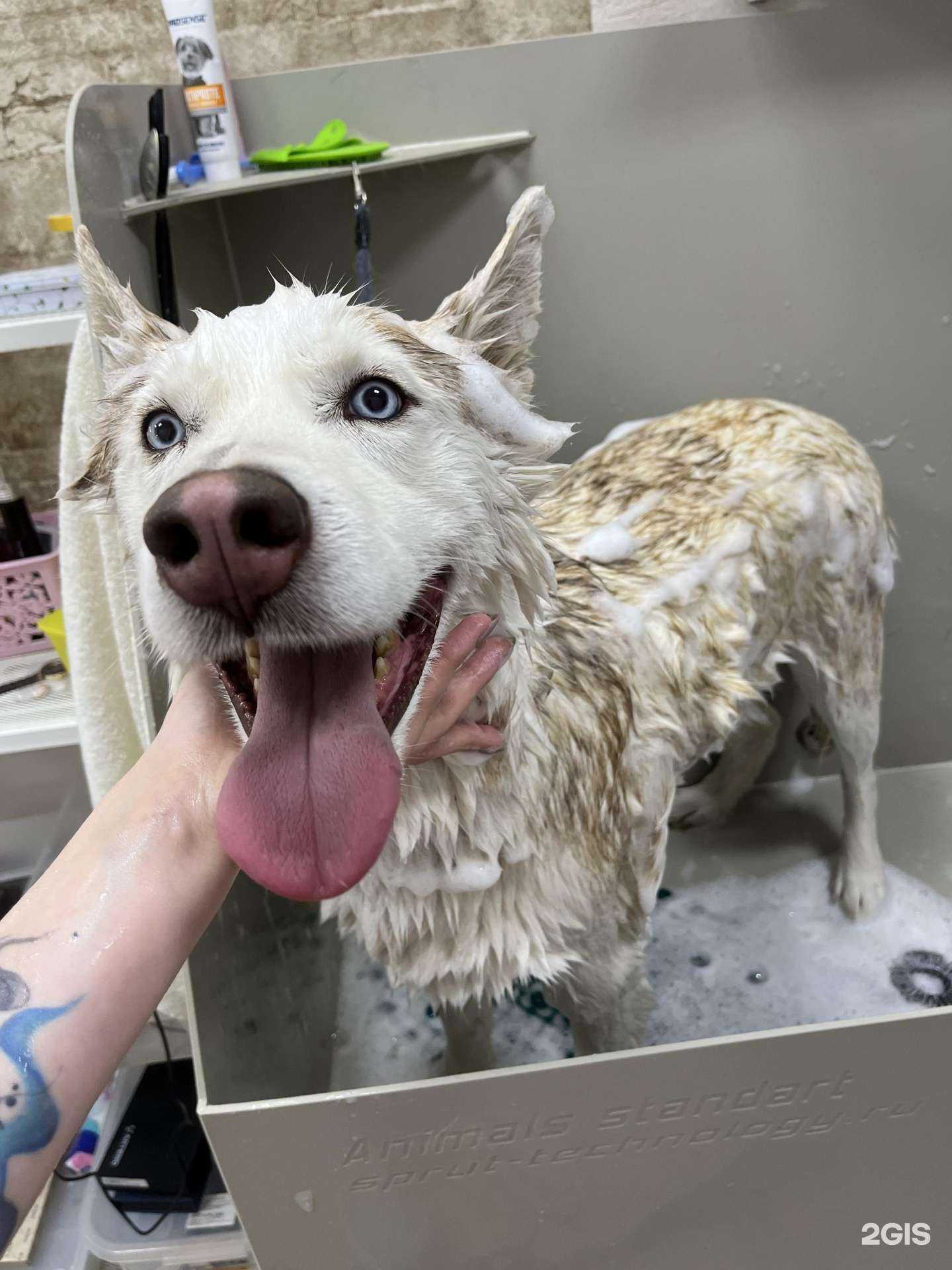 Отзывы на компанию Груминг и точка в Краснодаре c фото