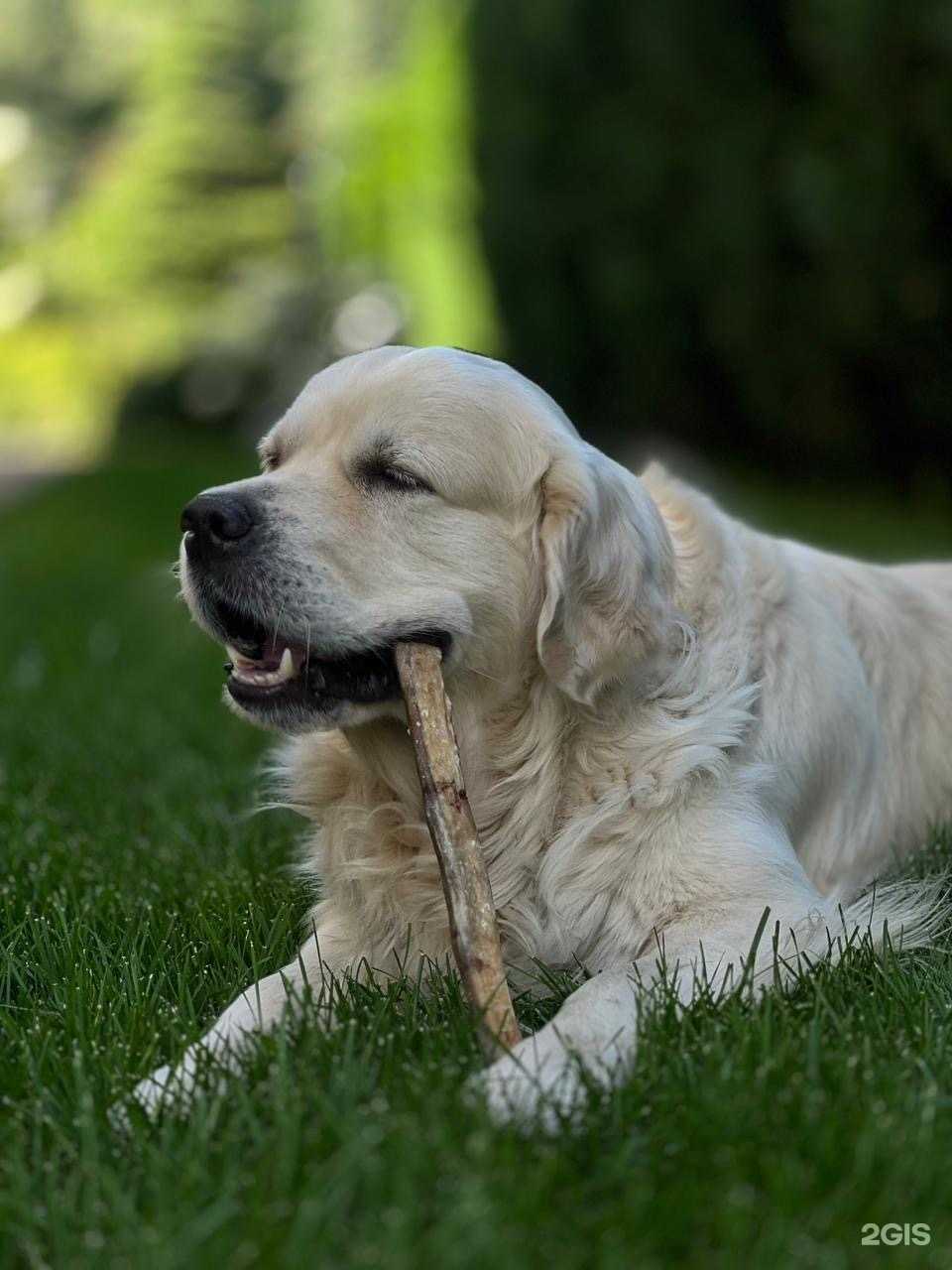 Отзывы на компанию Appetit_dog в Саратове c фото