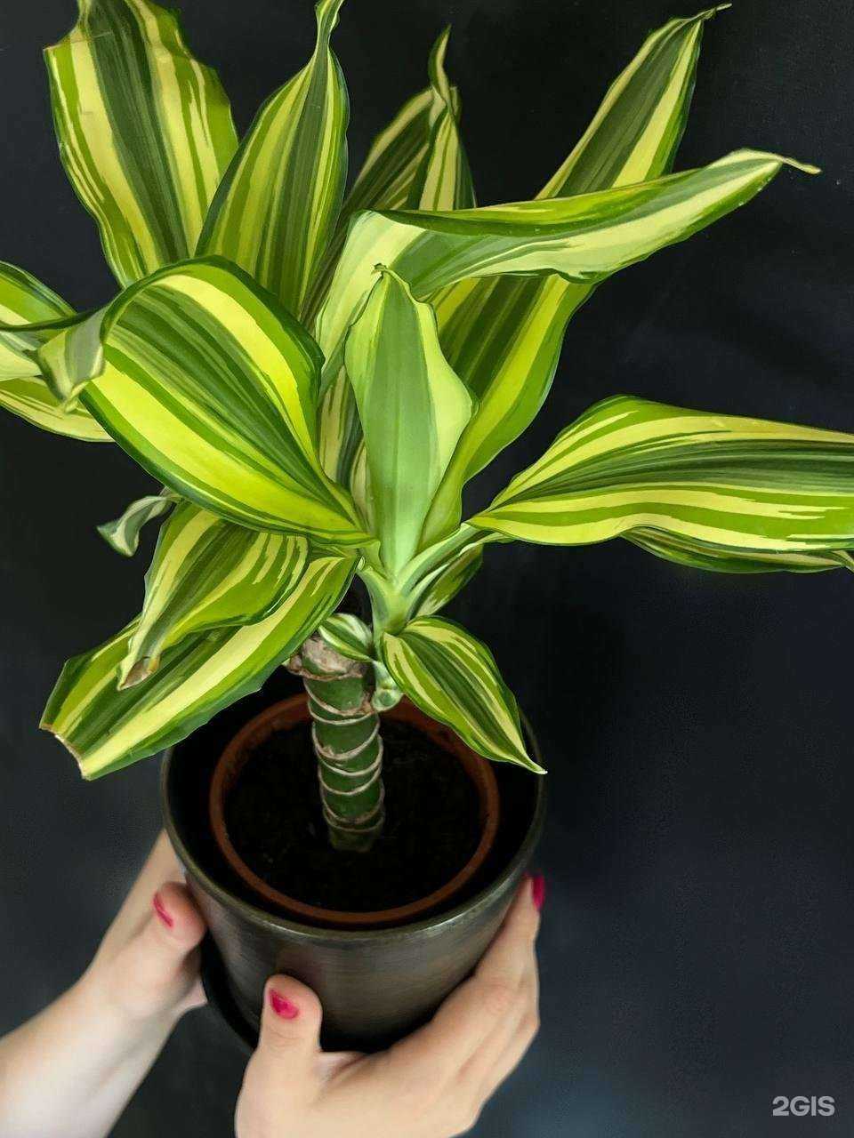 Отзывы на компанию Оранжерея в г. Пермь c фото