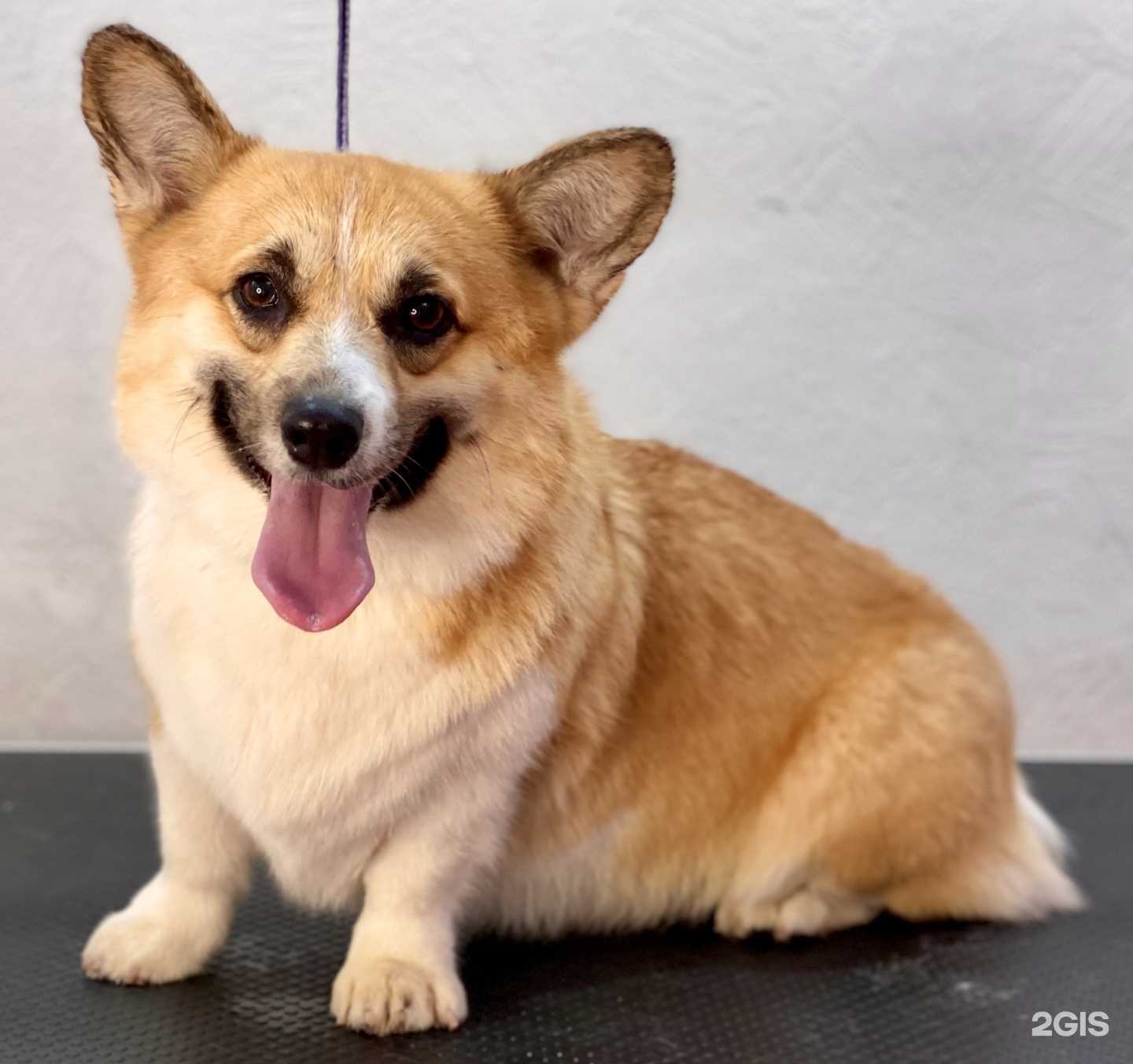 Отзывы на компанию Любимчики в Пскове c фото