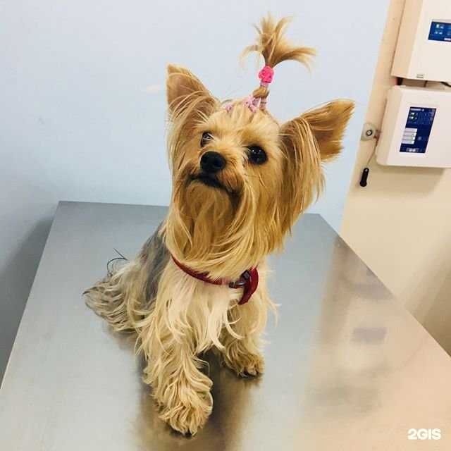 Отзывы на компанию РостВет в Ростове-на-Дону c фото