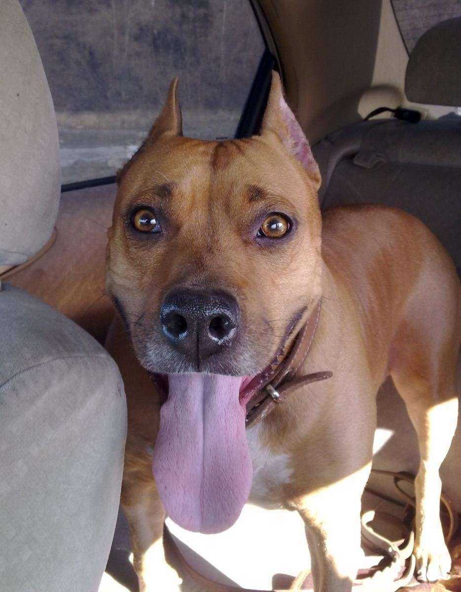 Отзывы на компанию Крылья, ноги и хвост в г. Красноярск c фото