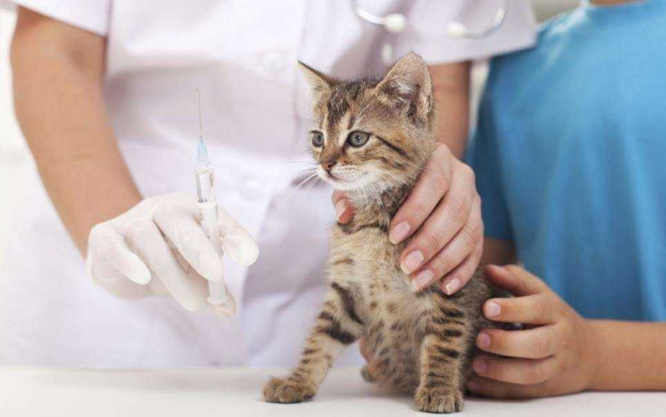 Отзывы на компанию Доктор Zoo НН в г. Бор c фото