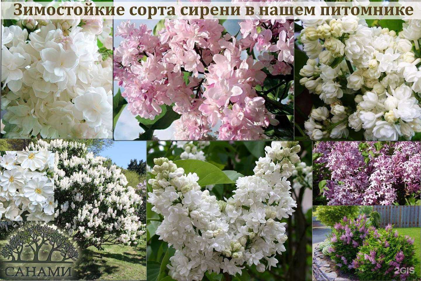 Отзывы на компанию Санами в Иркутске c фото