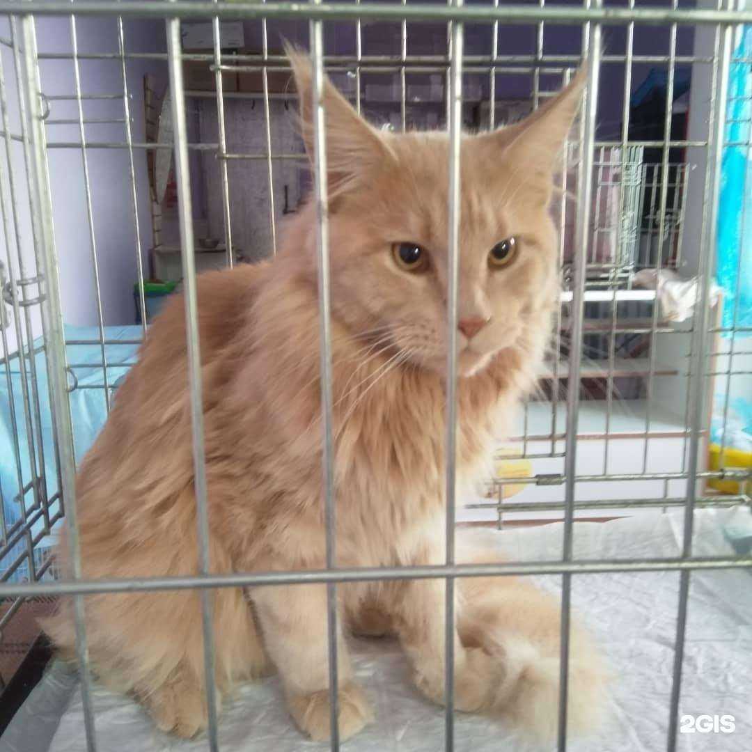 Отзывы на компанию Кошкин Дом в Малоярославеце c фото