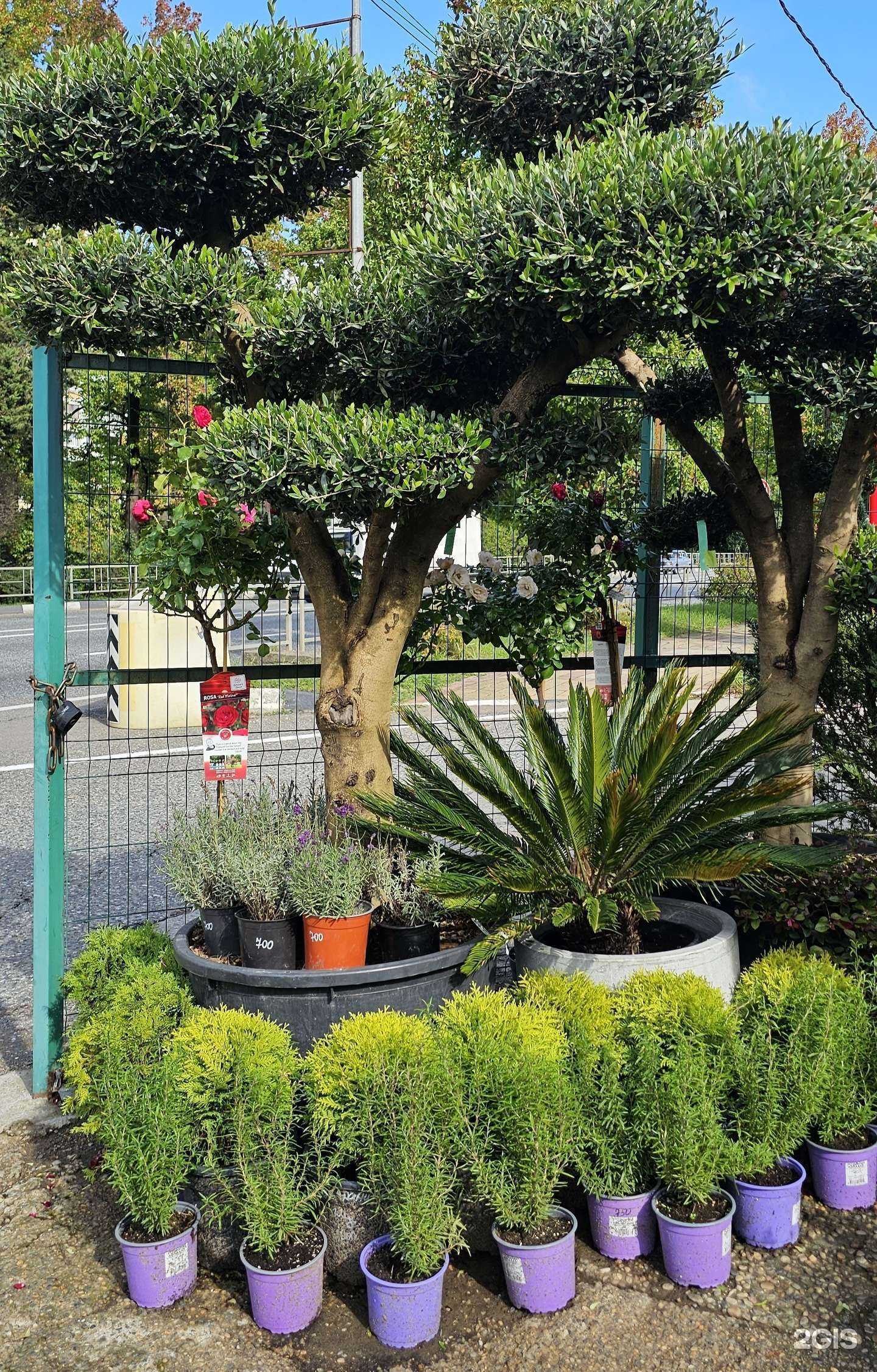 Отзывы на компанию Цветущий сад в Сочи c фото