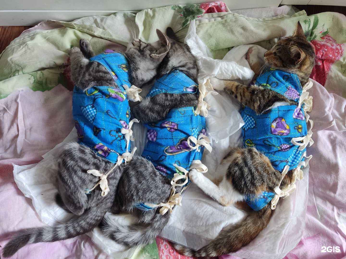 Отзывы на компанию Рязанская городская ветеринарная станция в г. Рязань c фото