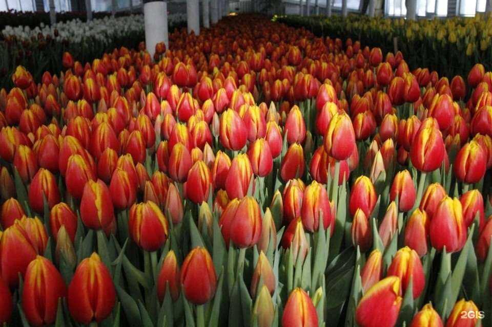 Отзывы на компанию Тюльпаны от Филатова в Иркутске c фото