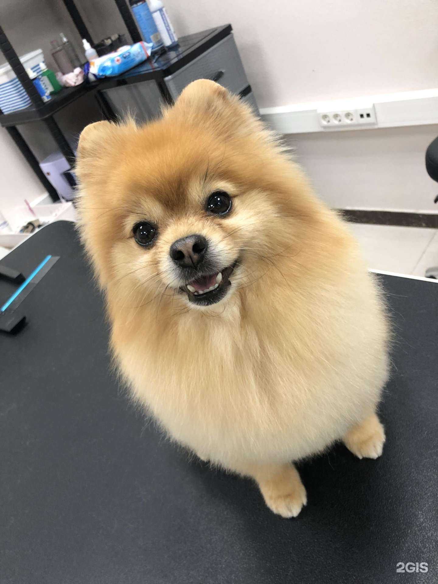 Отзывы на компанию Мягкие лапки в Видном c фото