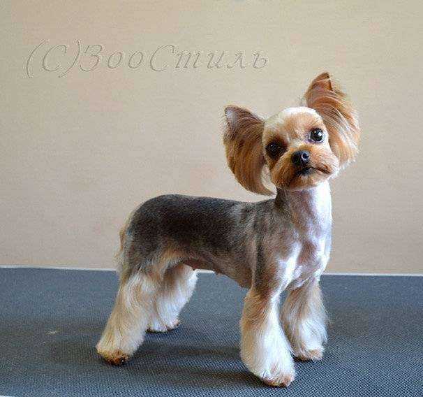 Отзывы на компанию ЗооСтиль в г. Владимир c фото