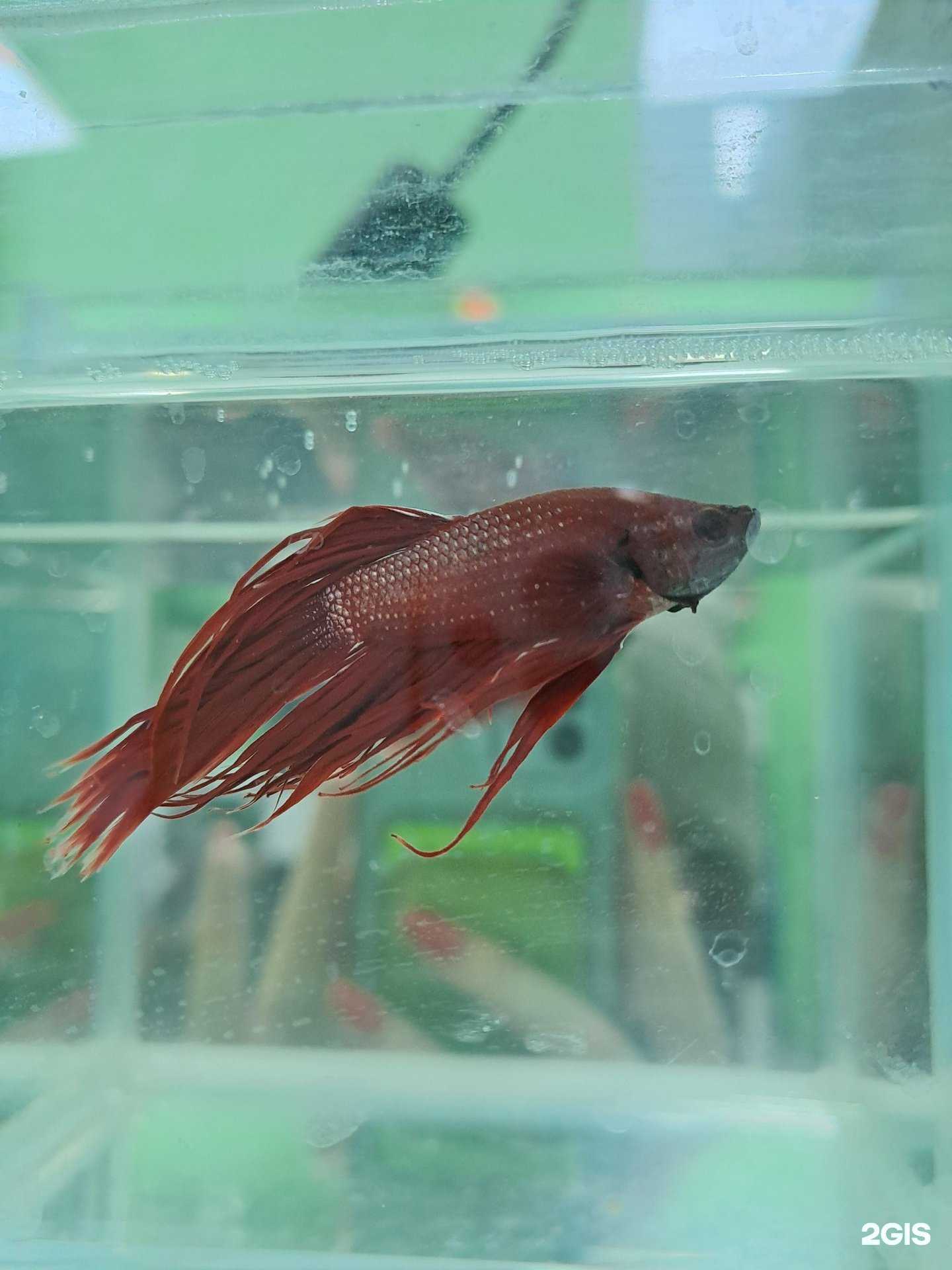 Отзывы на компанию Рыбка Фредди в Чите c фото