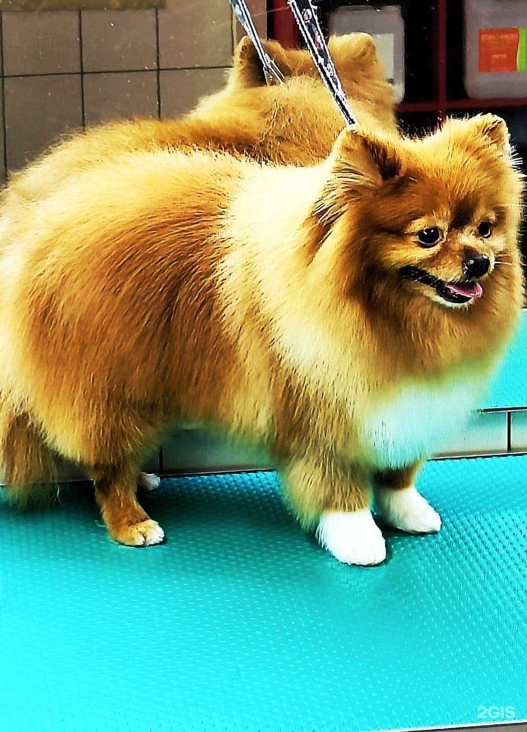 Отзывы на компанию Мокрый нос в Таганроге c фото