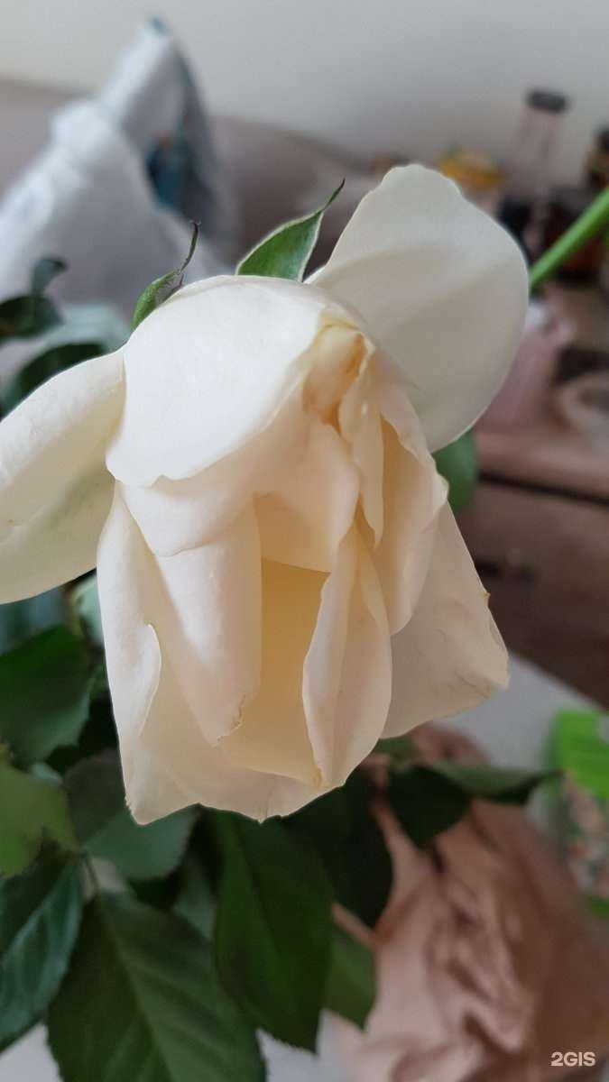 Отзывы на компанию Киоск по продаже цветов в г. Йошкар-Ола c фото