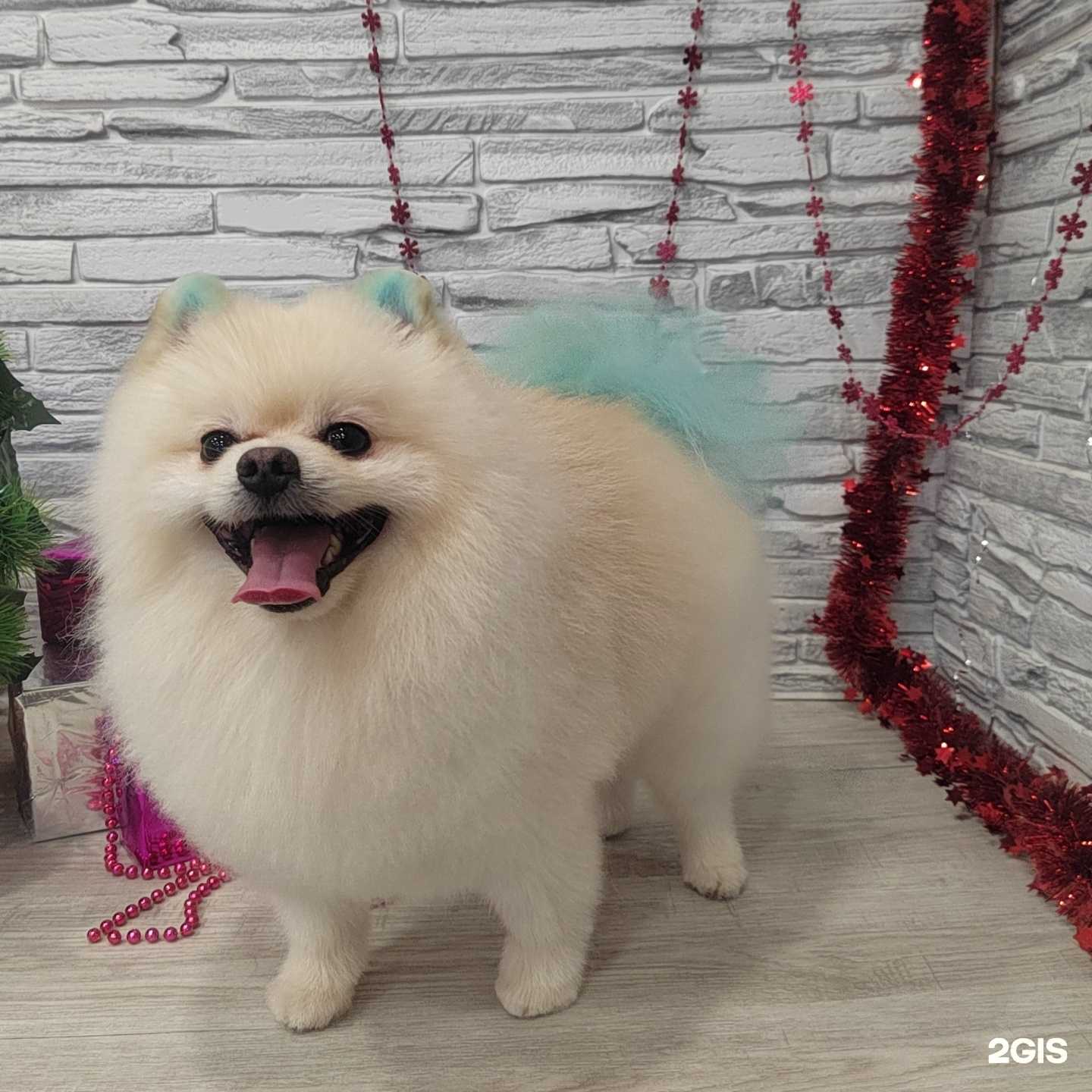 Отзывы на компанию Шерсть в г. Старый Оскол c фото