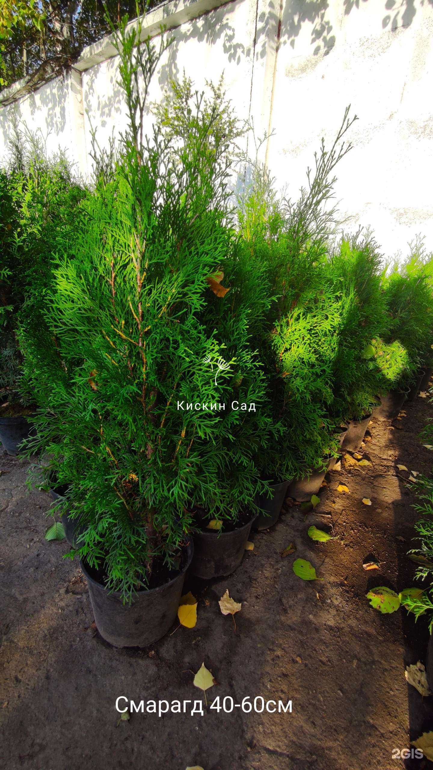 Отзывы на компанию Кискин сад в Обнинске c фото