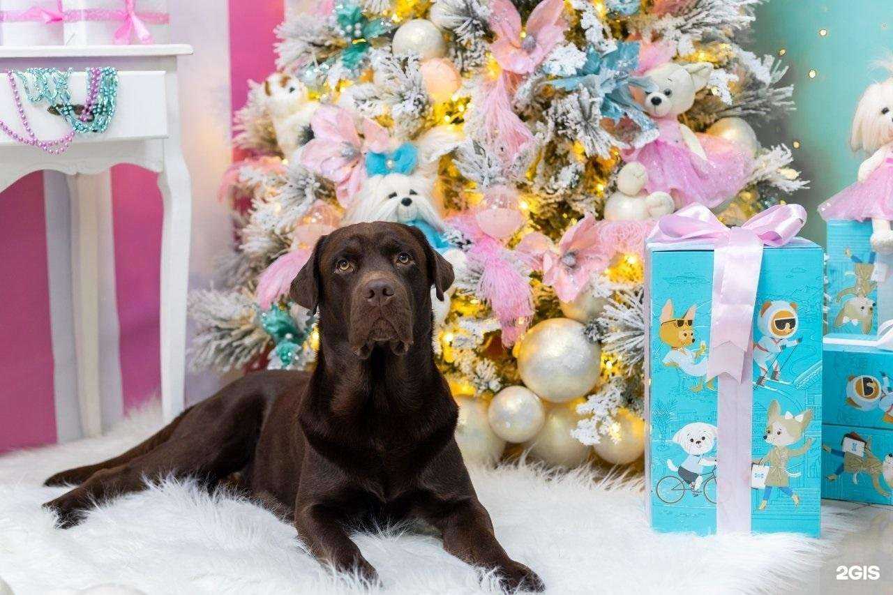 Отзывы на компанию La pulchi в Сургуте c фото