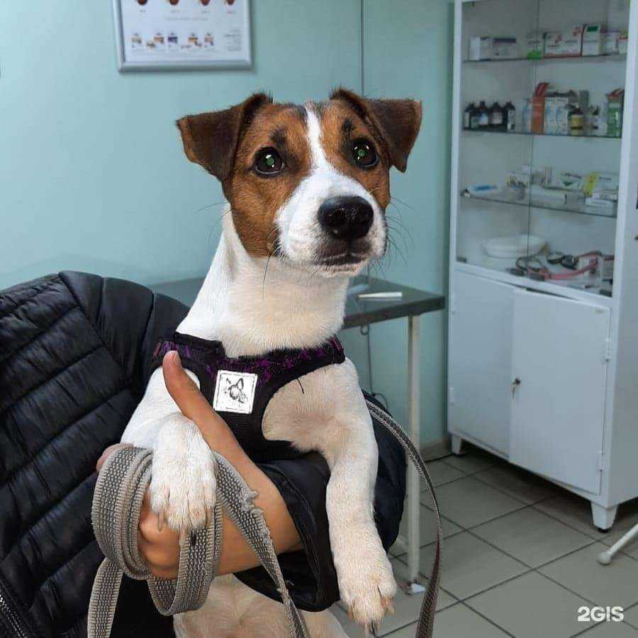Отзывы на компанию Ветеринарный центр в г. Саратов c фото