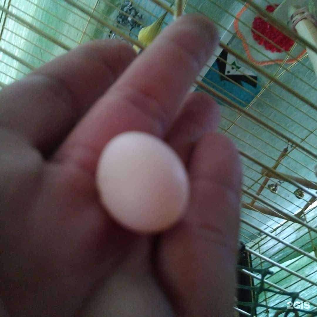 Отзывы на компанию Место для собак в г. Тольятти c фото