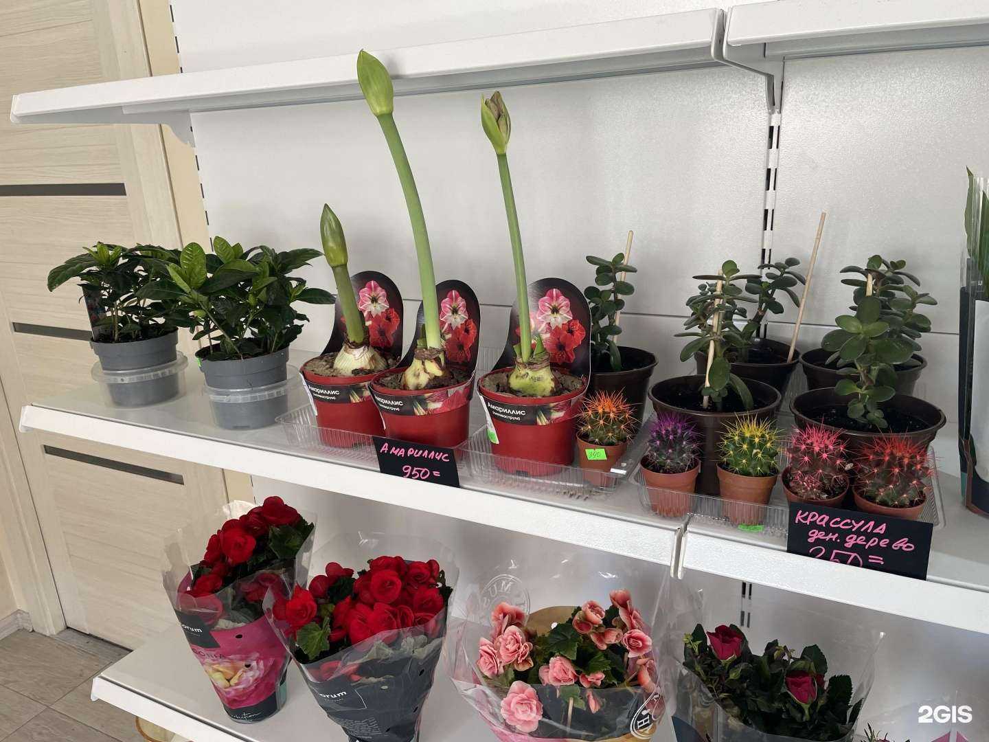 Отзывы на компанию Розали в Иркутске c фото