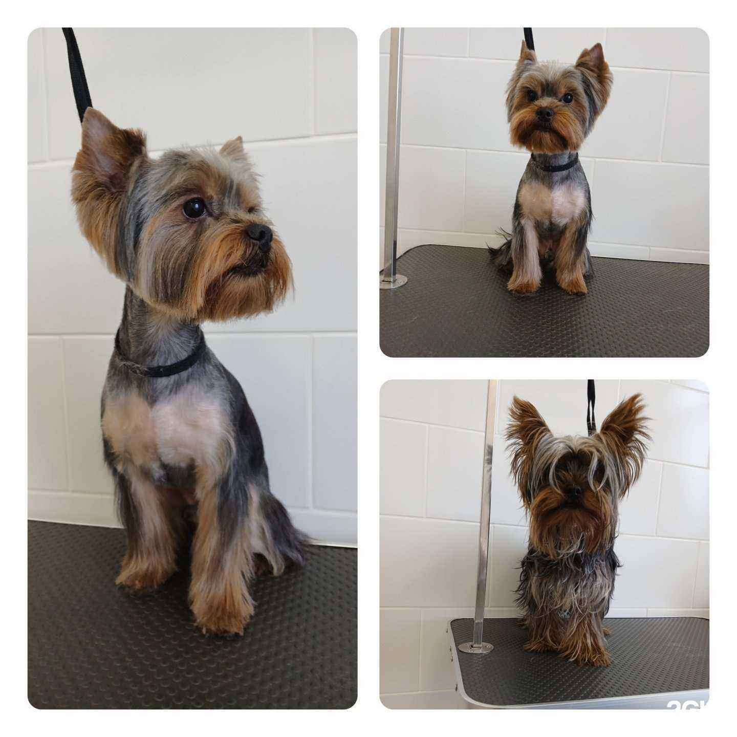 Отзывы на компанию Пушистый хвост в Сыктывкаре c фото