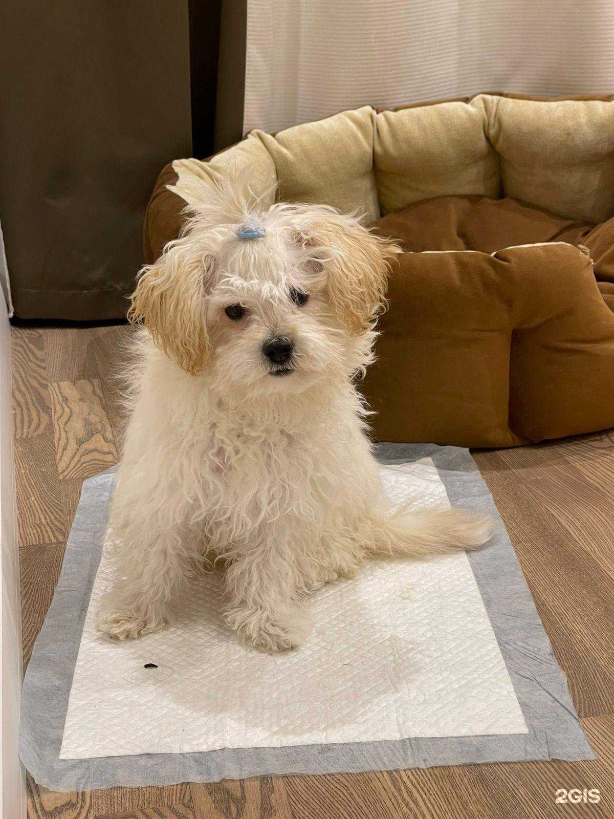 Отзывы на компанию Добровет в г. Барнаул c фото