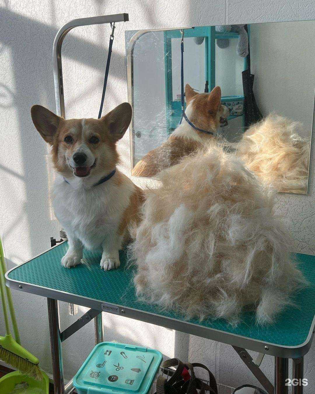 Отзывы на компанию Зоошик в Куровском c фото