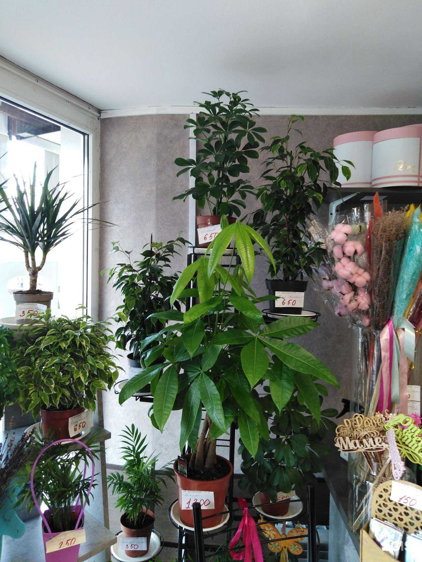 Отзывы на компанию S`tet в Туле c фото