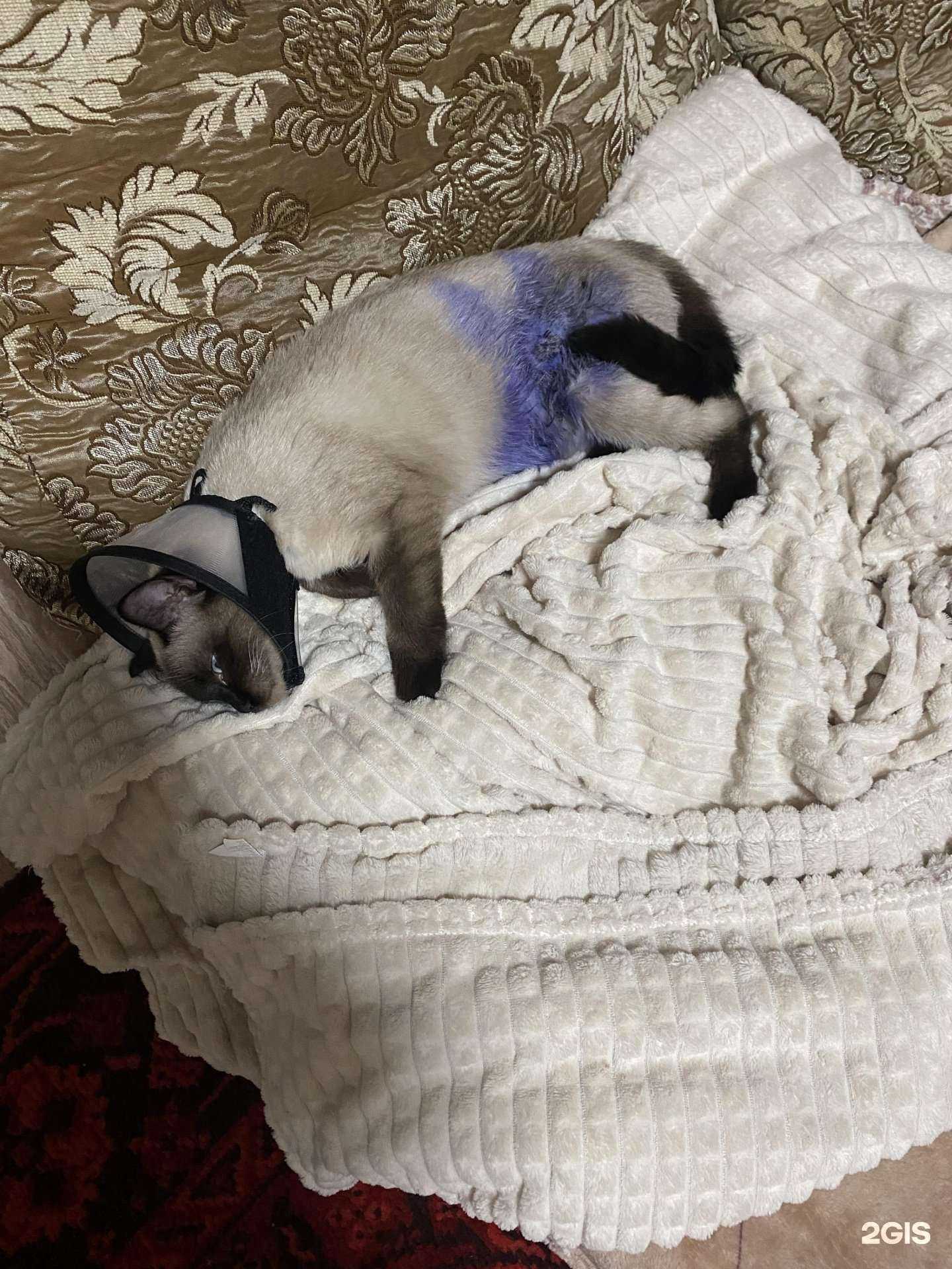 Отзывы на компанию КотоПес в г. Южноуральск c фото