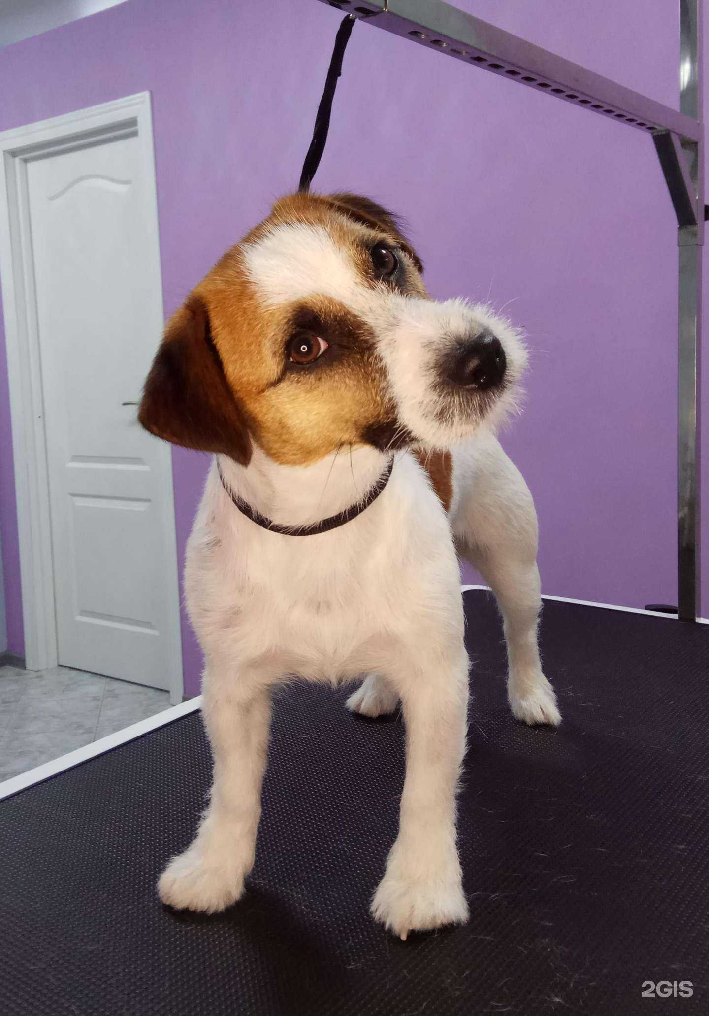 Отзывы на компанию Хвост Дизайн в г. Краснодар c фото