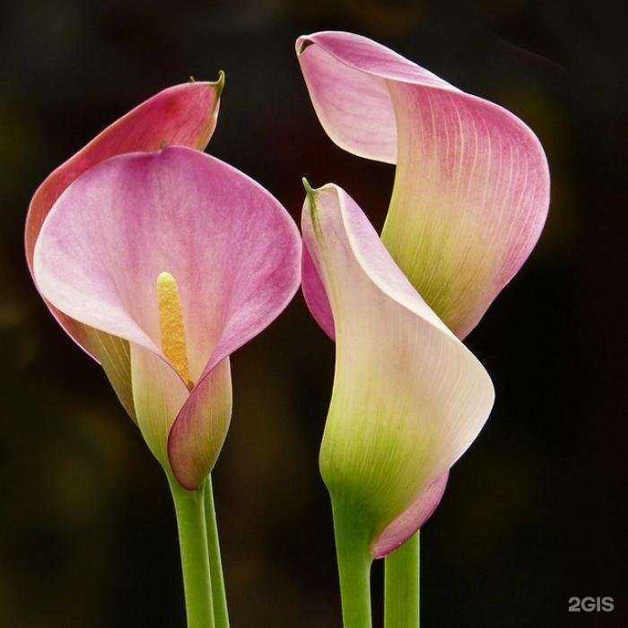 Отзывы на компанию Брабион в Калуге c фото