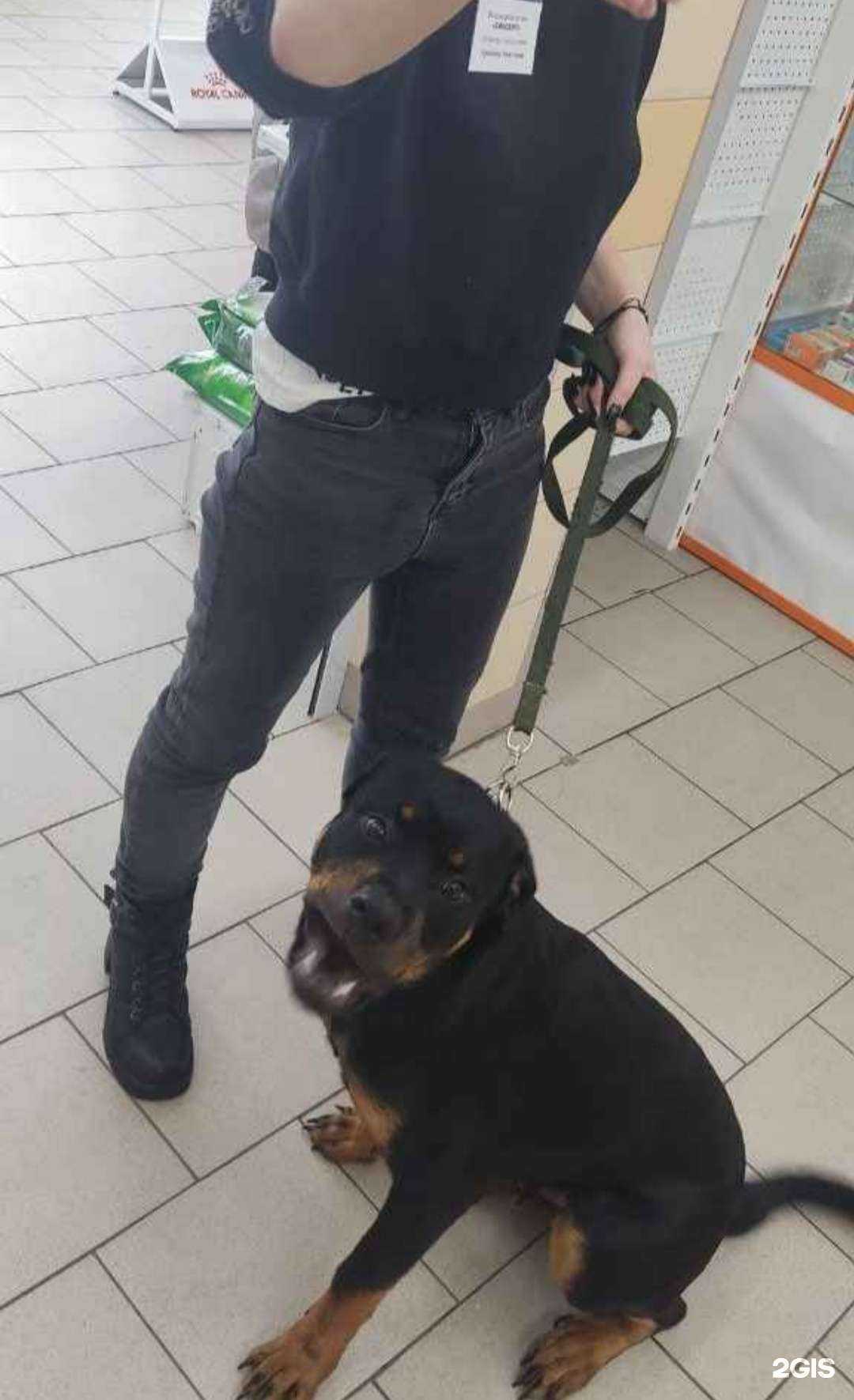 Отзывы на компанию Четыре лапы в Новокузнецке c фото