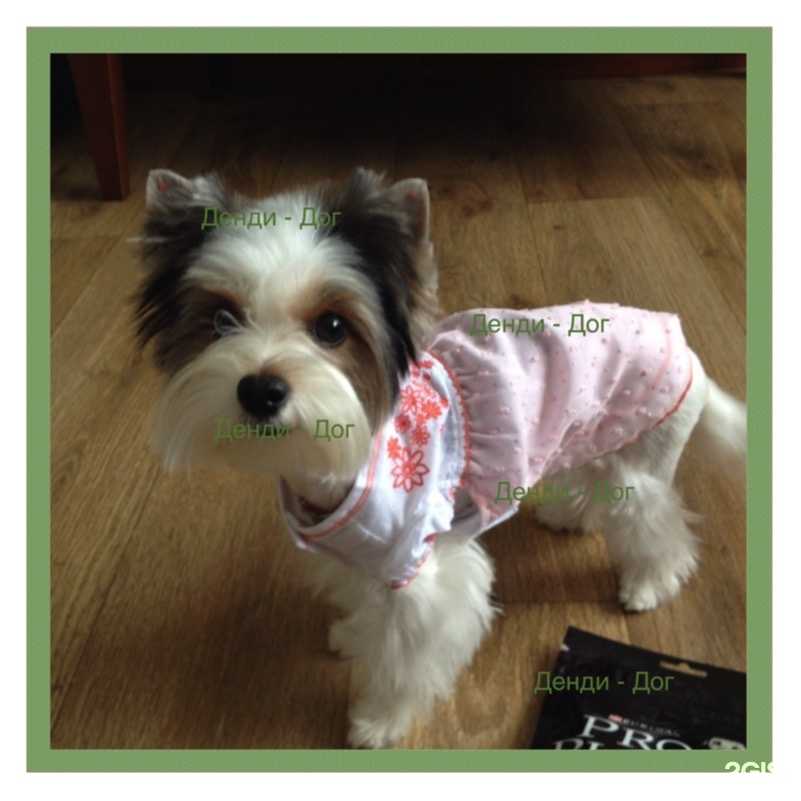 Отзывы на компанию Денди-дог в г. Челябинск c фото