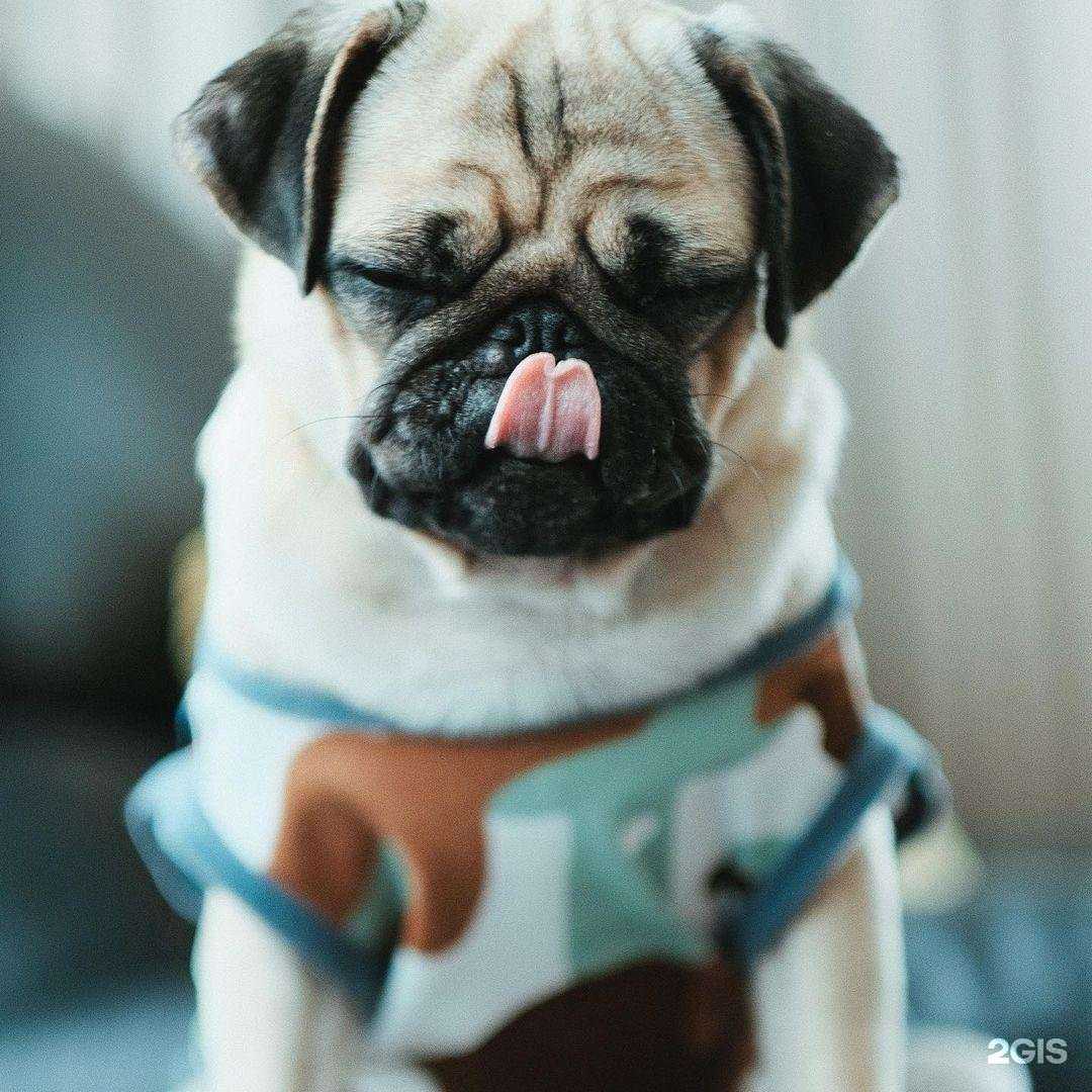 Отзывы на компанию Зоомагазин №1 в г. Казань c фото