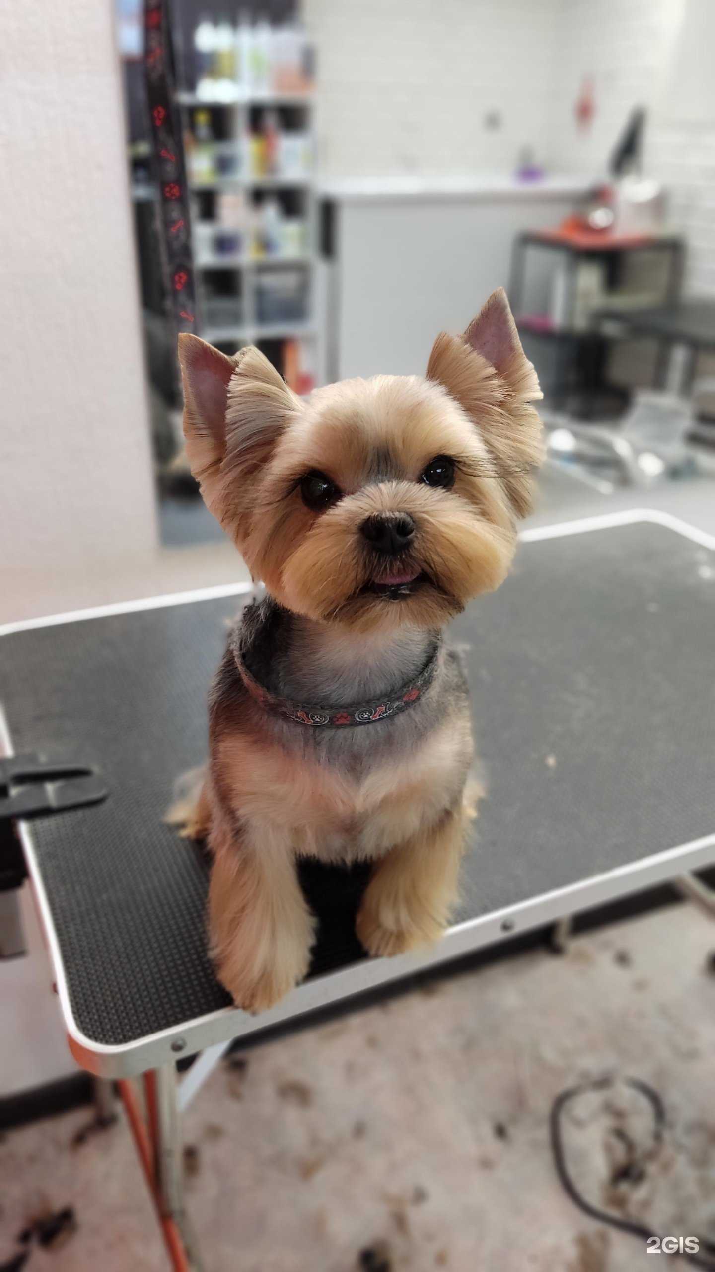 Отзывы на компанию Жесси в Новосибирске c фото