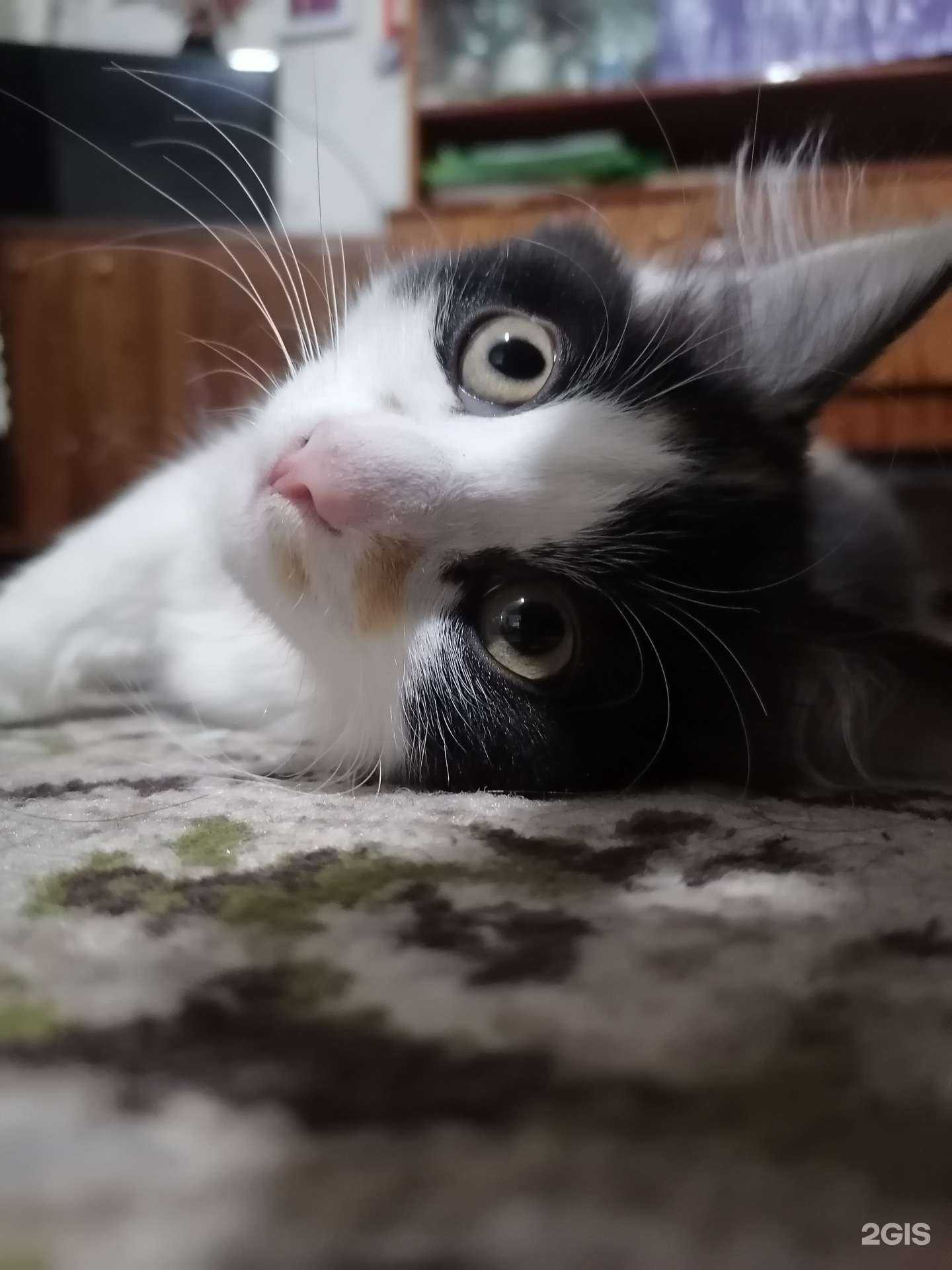 Отзывы на компанию Вышневолоцкая станция по борьбе с болезнями животных, ГБУ в Вышнем Волочке c фото