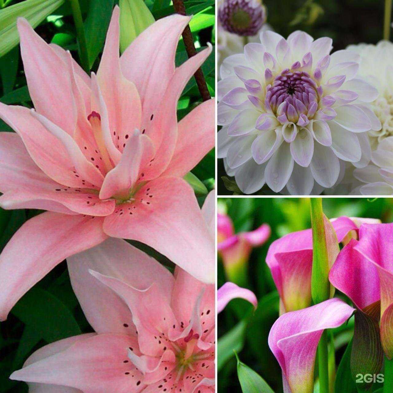 Отзывы на компанию Планета семян в Волгограде c фото