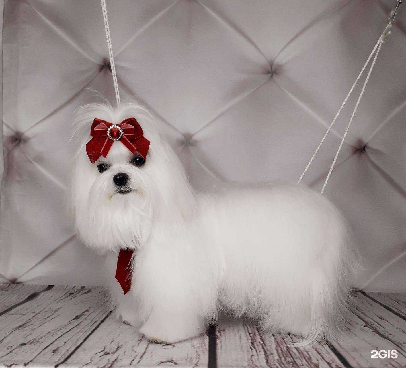 Отзывы на компанию Groommi в Миассе c фото