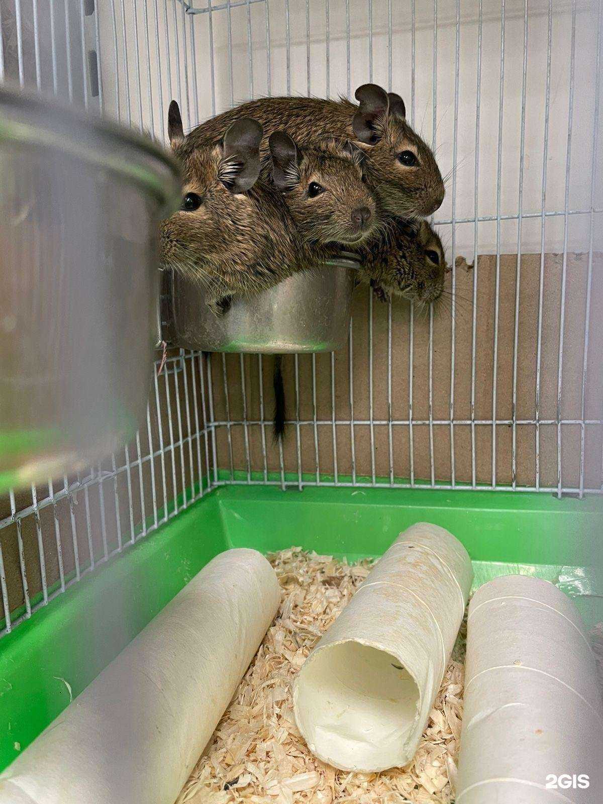 Отзывы на компанию Симба в г. Прокопьевск c фото