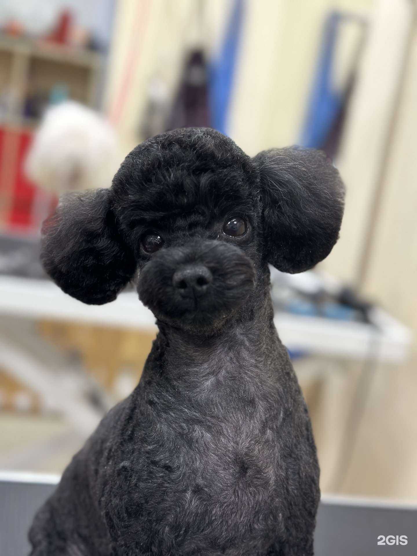 Отзывы на компанию Зоодизайн в Кемерове c фото