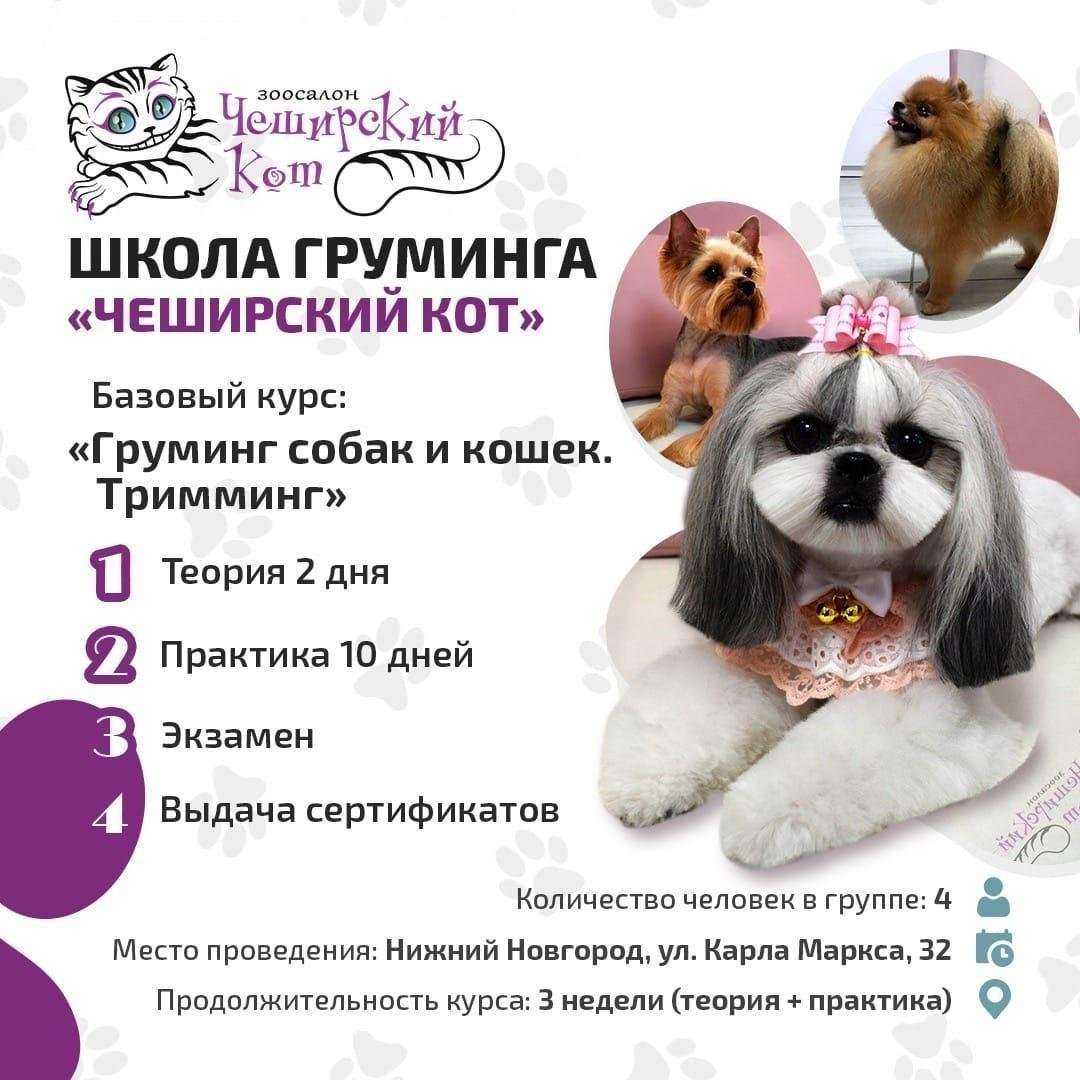 Отзывы на компанию Чеширский кот в Нижнем Новгороде c фото