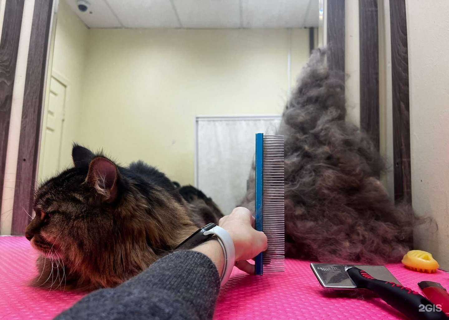 Отзывы на компанию КотоВасия в г. Екатеринбург c фото