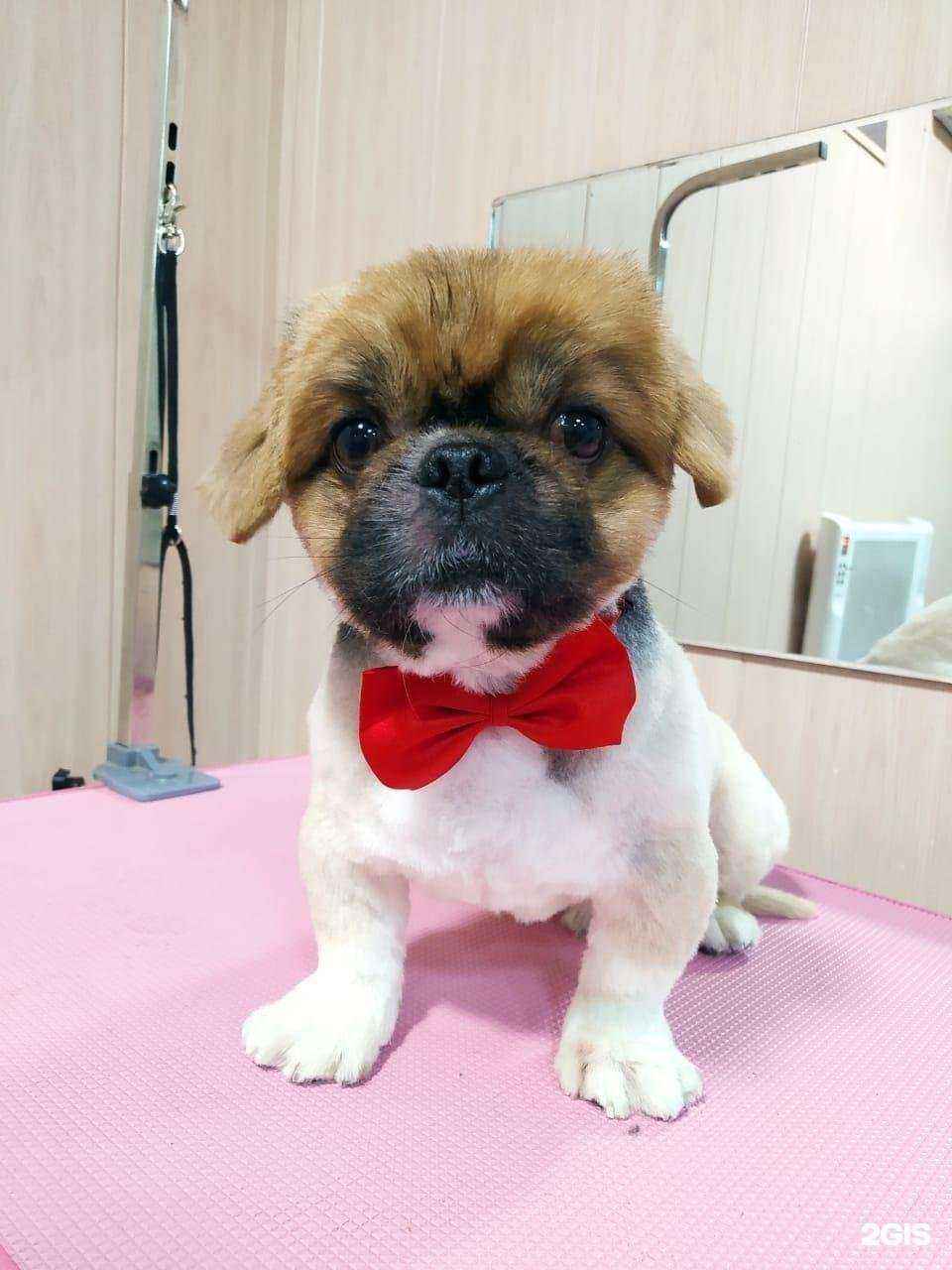 Отзывы на компанию КотоПес в г. Астрахань c фото