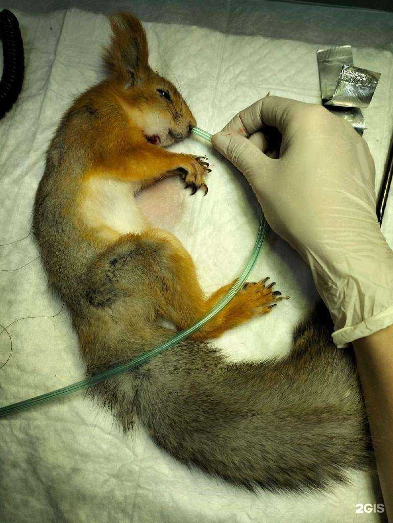 Отзывы на компанию Ветеринарный госпиталь в г. Новороссийск c фото